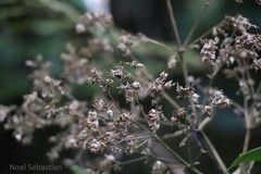 Hedyotis eualata var. agastyamalayana